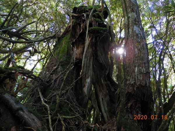 桃園 復興 把家灣山、低陸山1036249