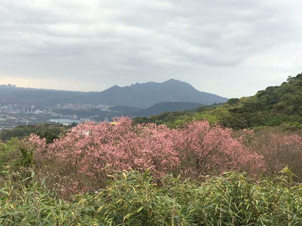 十八分水圳步道2191293