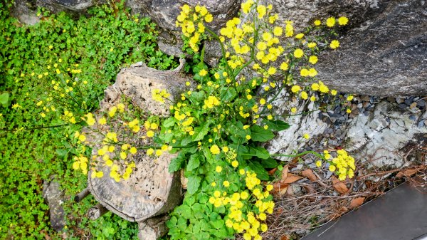 《臨江仙・碧山巖櫻花》2714222