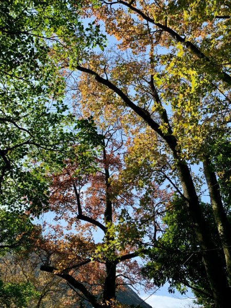紗帽山登山步道—橫嶺古道—前山公園1966145