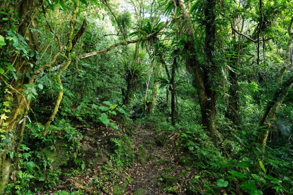 新北 石碇 西帽子岩、炙子頭山、溪邊寮山2551940