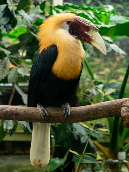 鳳凰谷鳥園2961136