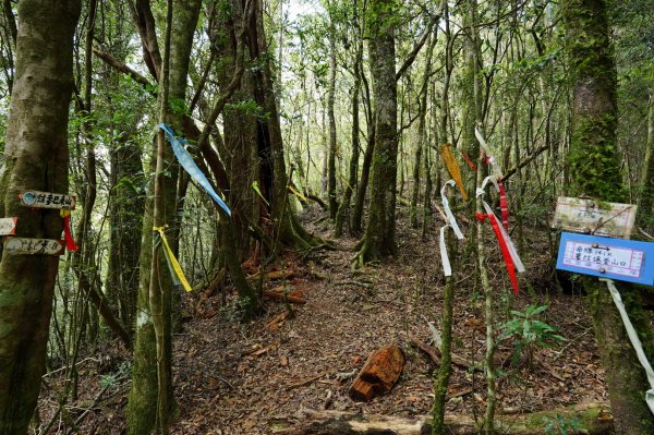 新竹 五峰 麥巴來山2303362