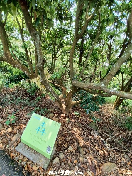 【彰化員林】員林百果山上最具人氣的休閒步道。 台灣百大必訪步道。 藤山步道1689480