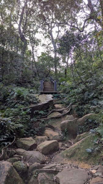 北得拉曼巨木步道2695510