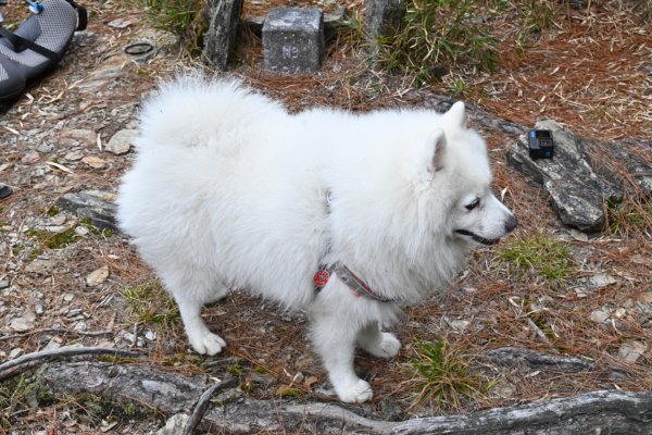 瀧奧山帶銀狐犬走走 2024.1.82400467