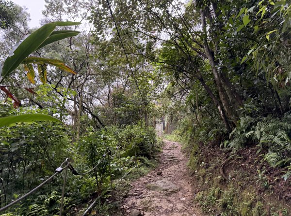 [微笑山線_第三段] 2026_0328 鳶山山系_福德坑山3025569