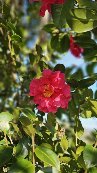 【走進望鄉部落，抬頭就見玉山】獵人古道之望美山、瓊山O繞16K。2972263