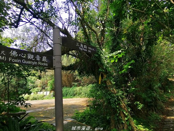 【基隆。仁愛】小百岳集起來。編號7小百岳~紅淡山步道1346383
