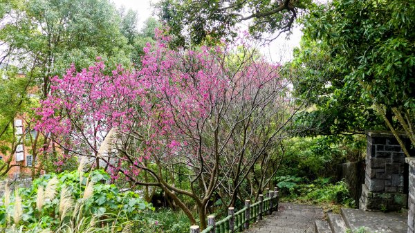 《西江月。竹子湖春》2721779