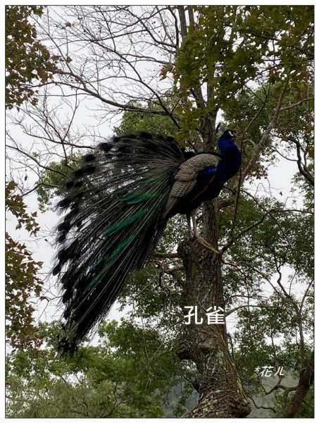 明德水庫(日新島)2687386