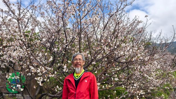 #中山樓 #陽明公園 #十八份 #吉野櫻 #墨染櫻 #青斑蝶 #青帶鳳蝶 #大紅蛺蝶 3/143014888