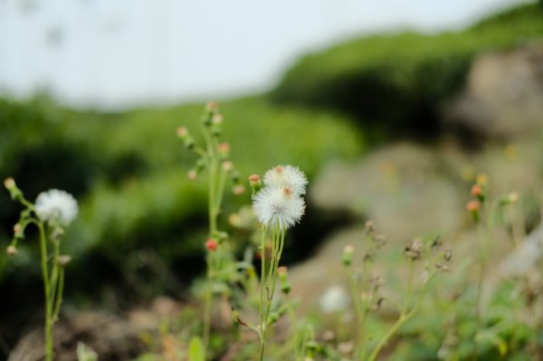 【雲林-嘉義】挑筍古道，車心崙步道897754