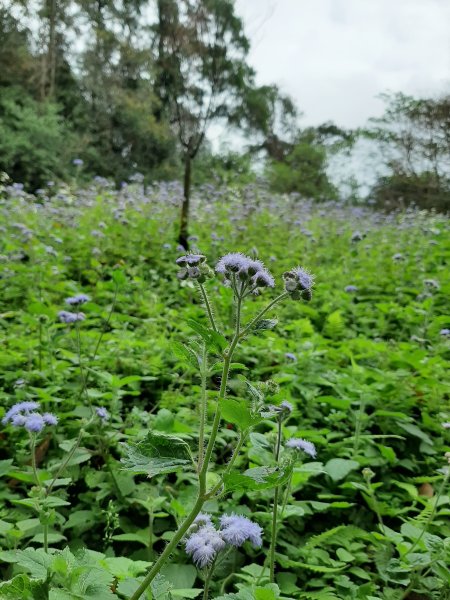 愛麗絲仙境！晨曦紫花霍香薊844057