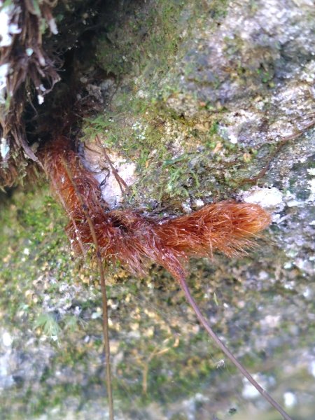 唐麻丹山 蝴蝶谷2918871