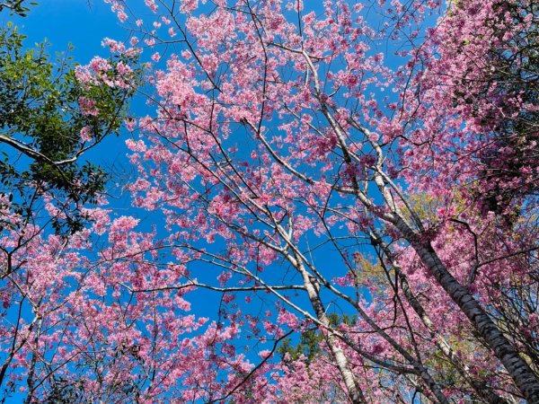 復興鄉悠然秘境櫻花🌸林野餐🧺2722991