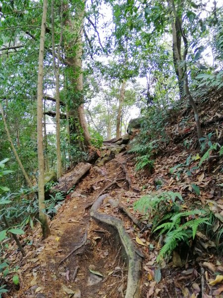 【台中。和平】谷關七雄入門款。 唐麻丹山874512