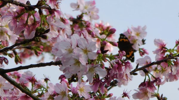 #大鳳蝶 (雌無尾) #綠繡眼 #頂湖小鎮 #紫藤 #觀音山 #日出 #天元宮 #吉野櫻 3/313026524