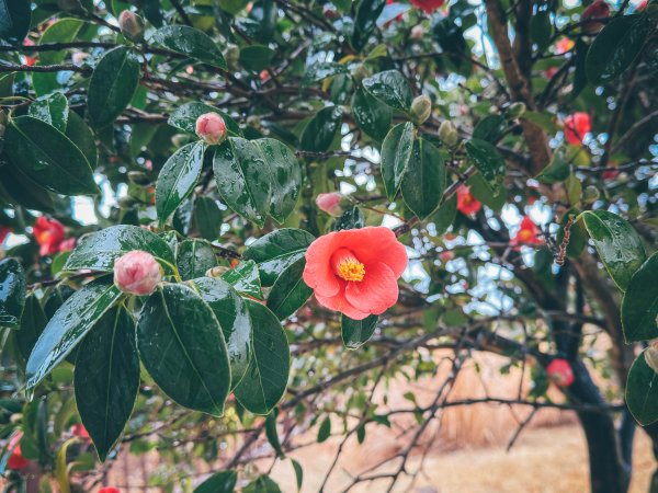 2026 偶來小路437公里認證3028720