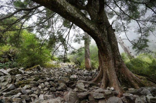 南投 信義 玉山前峰2352072