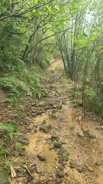 2025-01232淡蘭古道北二段(燦光寮古道到澳底)2696637