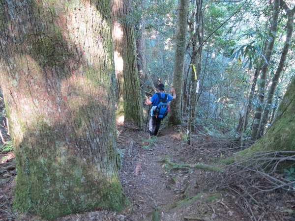 屯野生台山、石麻達山連走497644