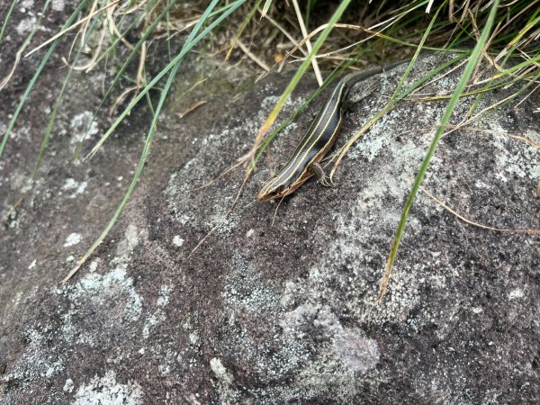 冷水坑-七星山東峰-苗圃2875020