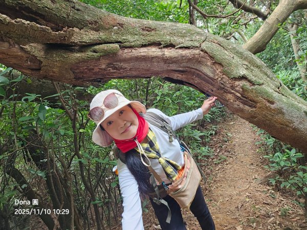 20251110竹北文山步道＆犁頭山稜線步道賞高鐵+大墩山柿園2934058