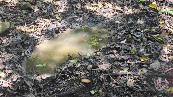 20250430石碇大崙-630峰-獵狸尖-旗子腳山2773931