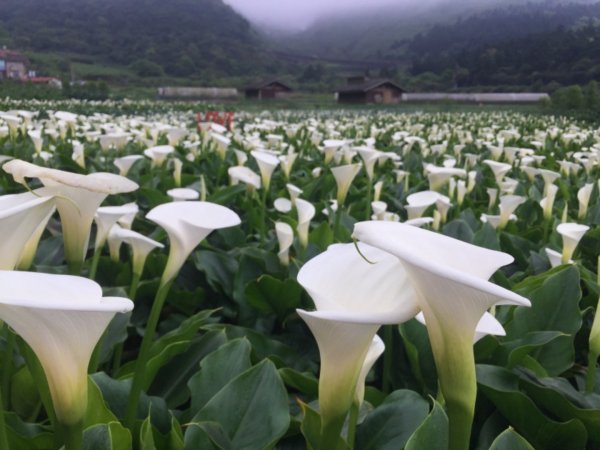 頂湖海芋910745