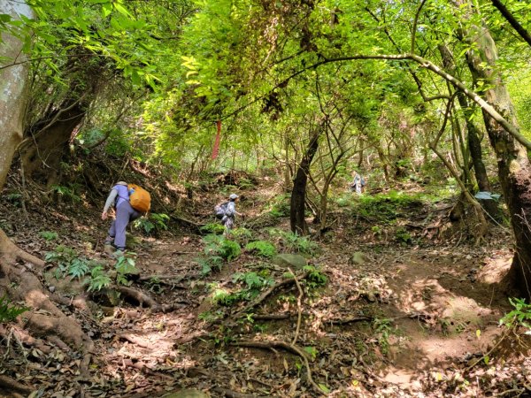 頂湖-頂湖山-小屯山-大屯山南峰-大屯坪-二子坪-202408112601422