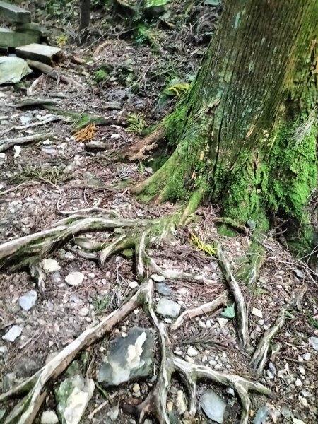 檜山巨木群步道2250302