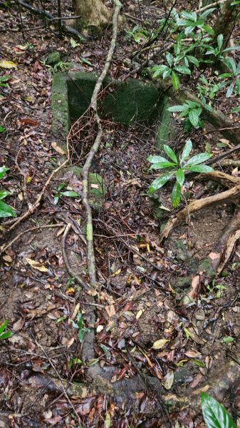 20250413浸水營古道2760335