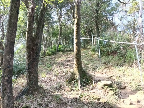 汐止區茄苳越嶺古道+上鹿窟崙山+九層坪山+四分尾山+大尖山8字走2981638