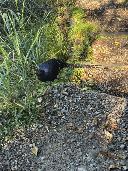 20251225塔山步道(大塔山)2970389