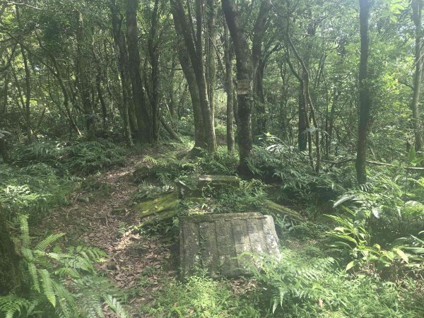 20260623中坑古道-仿山坑古道-火燒寮古道徹退3079473