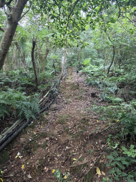 20260827圓柳古道-茄苳坑採金古道3114748