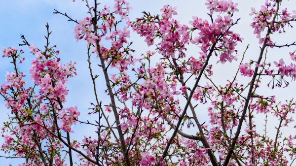 《蝶戀花。五色春深》2731653