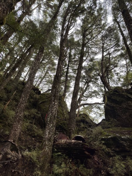 20250110 庫哈諾辛山(進涇橋登山口)2686252