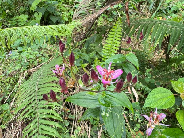 太元宮-關西玉山前-玉山/南柯山-東獅頭山/赤柯山南峰-赤柯山-太元宮 O繞2958047