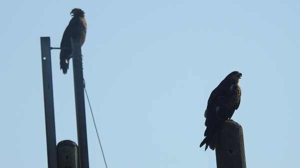 雲山水花鳥蝶 - 天龍國阿伯的日常7/18 & 21、22、292553941