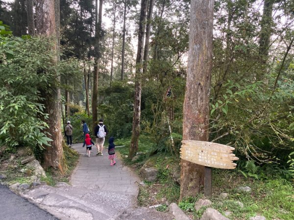 20191109貓仔們之溪頭森林步道探索757222