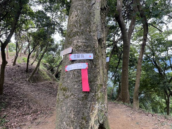 [微笑山線_第一段] 2025_0720 大棟山系_青龍嶺2843467