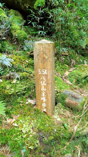 谷關七雄之首➡️八仙山(松鶴上八仙山)302190