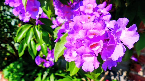 富岡仙草花2942417