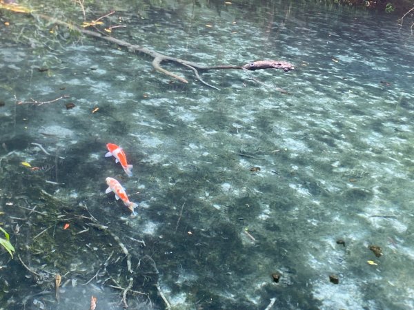 南庄.蓬萊溪護魚步道.四十二份坪步道.小東河步道【差點一事無成的七月暑假】2849363