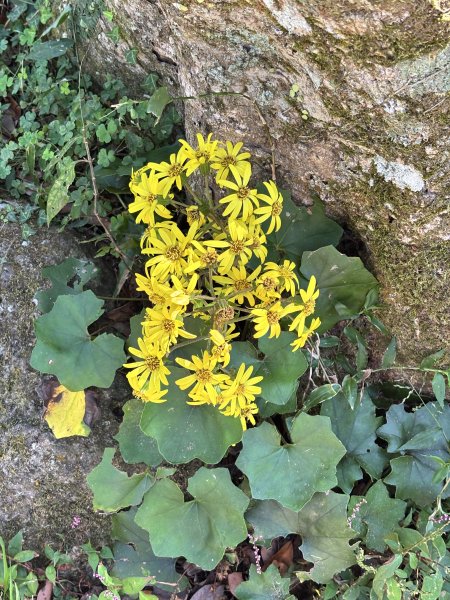 面天山、向天山、向天池2921033