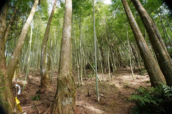 桃園 復興 牌子山、金平山2952215