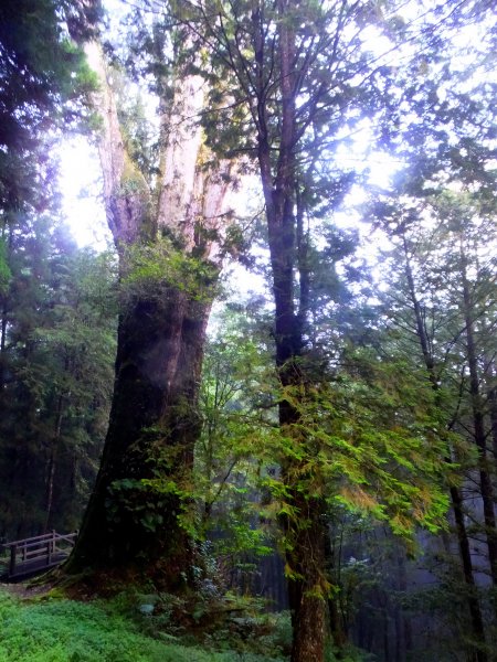 走阿里山神木群棧道，漫步在雲端及迷霧森林416043