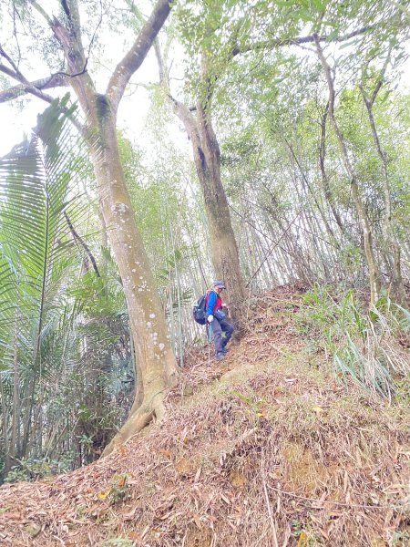 三義銅鑼基石巡禮--伯公龍.大坪凸.模麟坑山.鯉魚石下山.茄苳坑山.老雞隆山.社寮坪山2410067